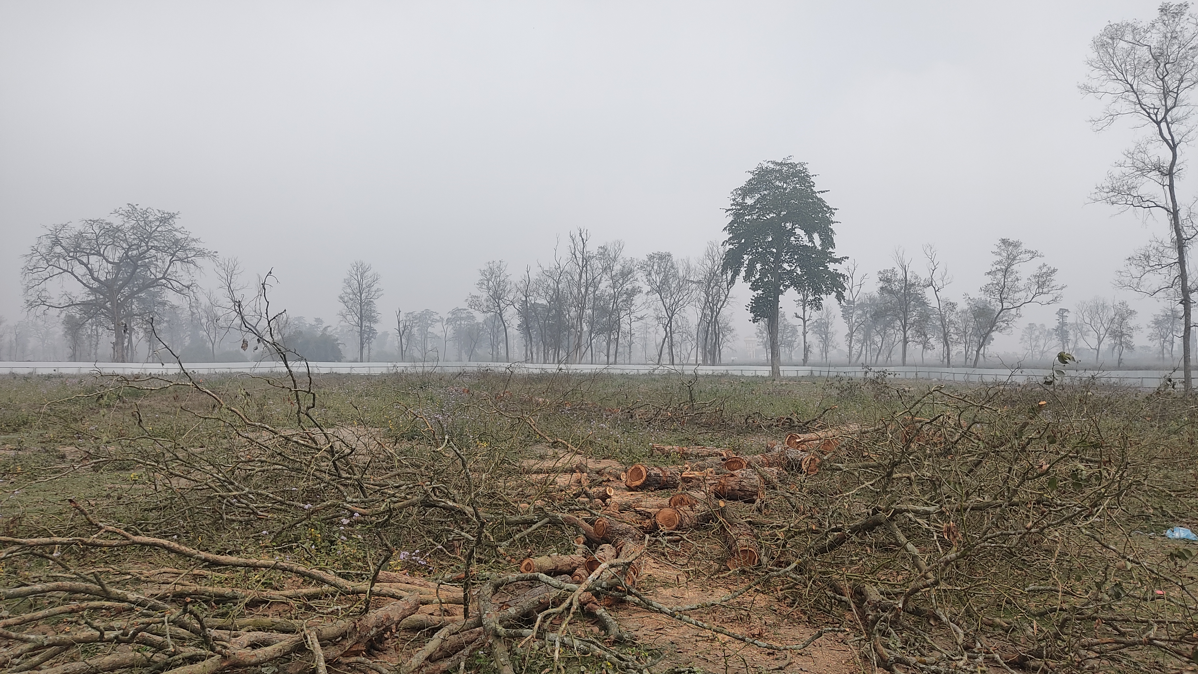 नवलपुरको सदरमुकाम निर्माण स्थलका रुख काटियो