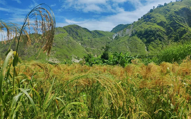 रैथाने बाली लोप हुँदै गएपछि बाली संरक्षण गर्दै कृषि ज्ञान केन्द्र बाजुरा