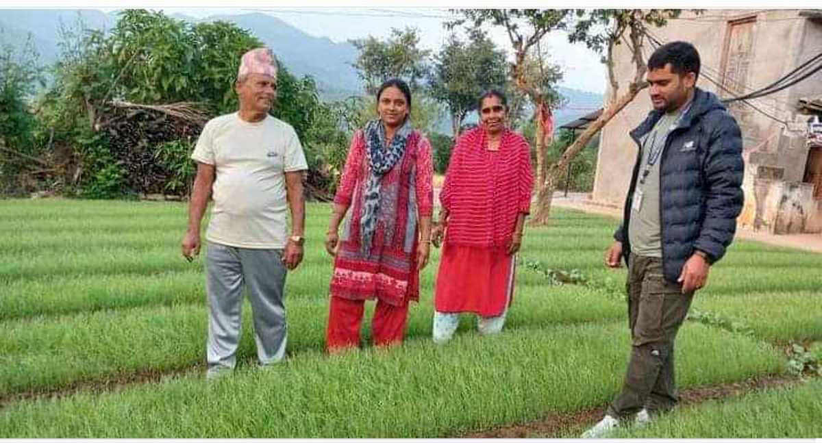 प्याजका बिरुवा बेचेर डेढ लाख कमाइ