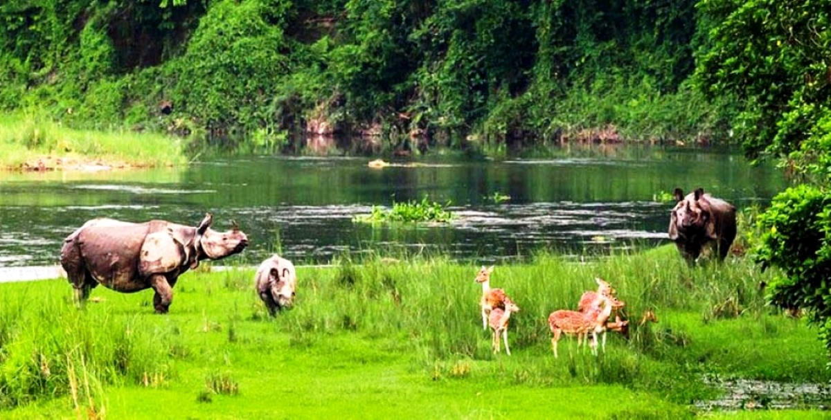 आज विश्व वन्यजन्तु दिवस : वन्यजन्तु संरक्षणमा जोड