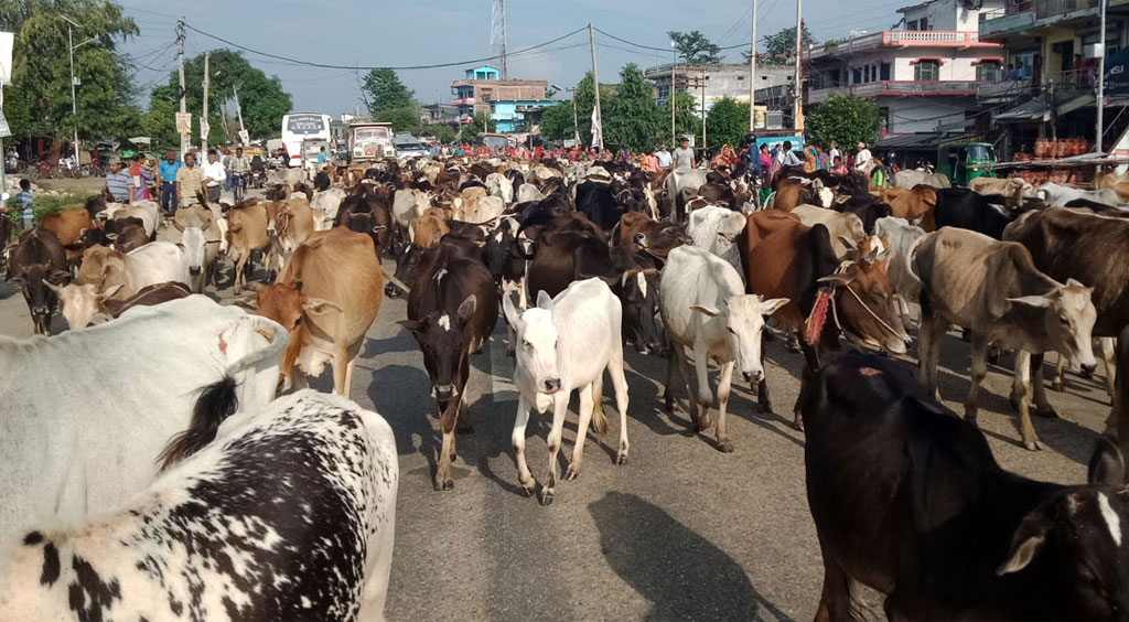 चौपाया छाडा छाड्नेलाई सात हजार जरिवाना