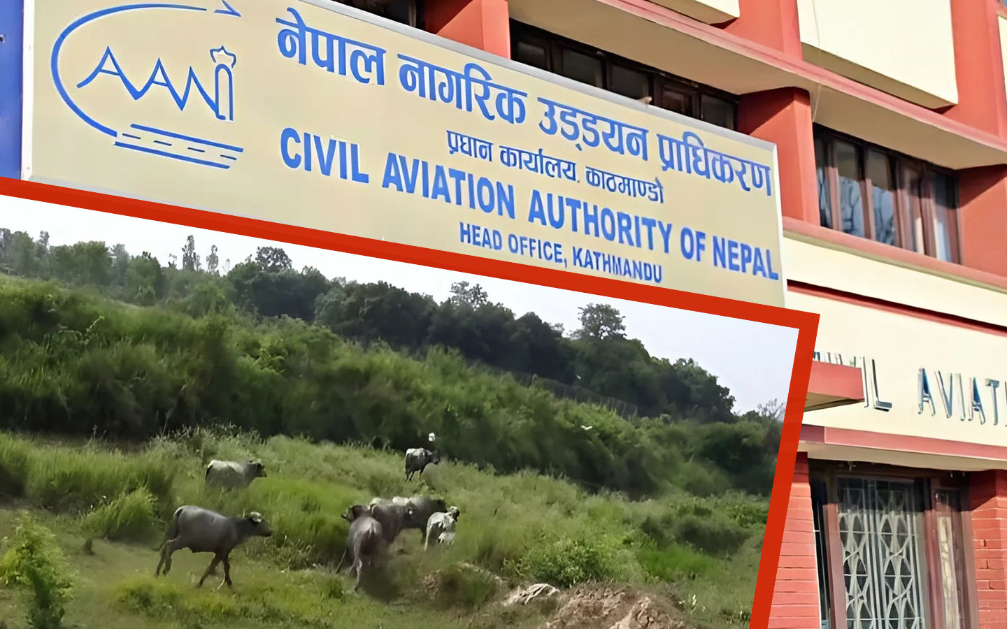 गाैतम बुद्व अन्तराष्ट्रिय विमानस्थलको भैँसी आतंकबारे बाेल्याे क्यान, भन्यो–मुख्य क्षेत्रबाहिरको घटना
