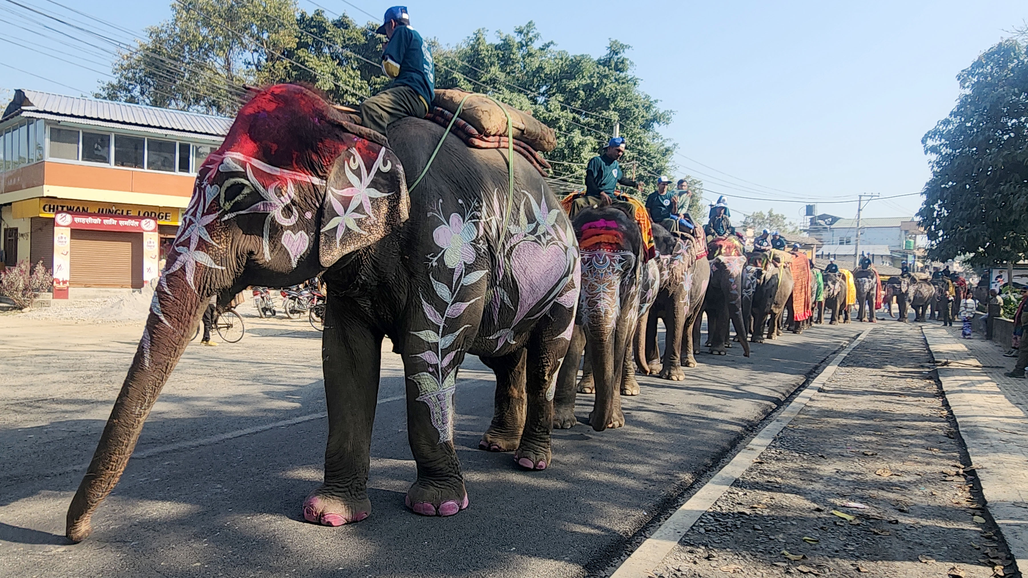 चितवन हात्ती महोत्सव सुरु