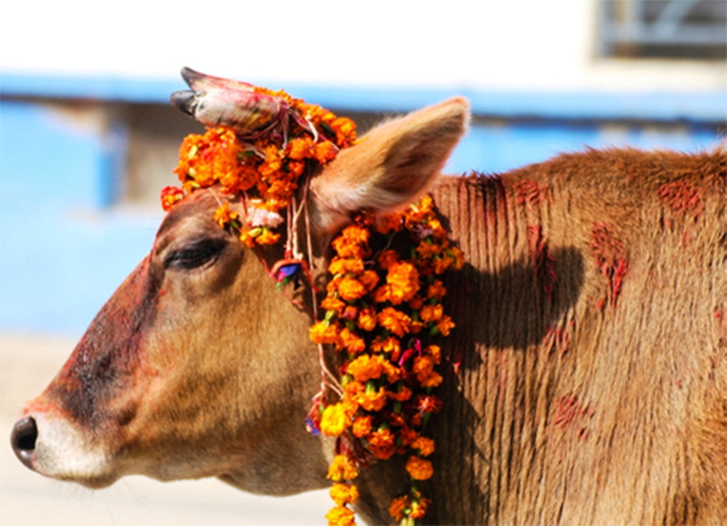 तिहारको चौँथो दिन आज गाईको पूजाआजा गरी मनाइँदै, गोवर्द्धन र हली पूजा पनि आजै