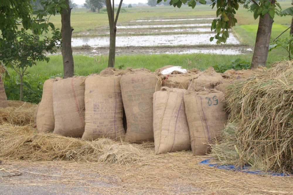 धान बिक्री गर्ने किसानलाई चेकमार्फत भुक्तानी