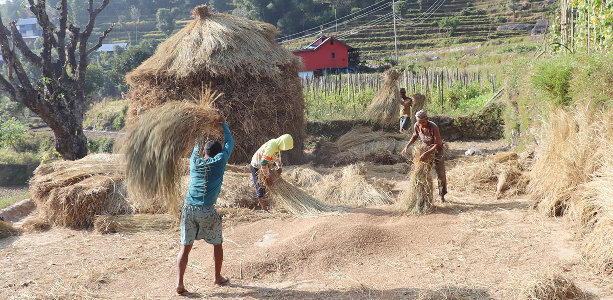 ताप्लेजुङमा धान उत्पादनमा वृद्धि