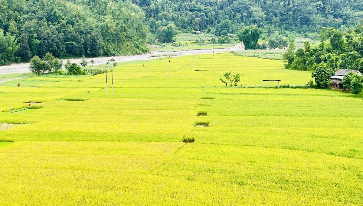 गुल्मीमा धान उत्पादन बढ्यो