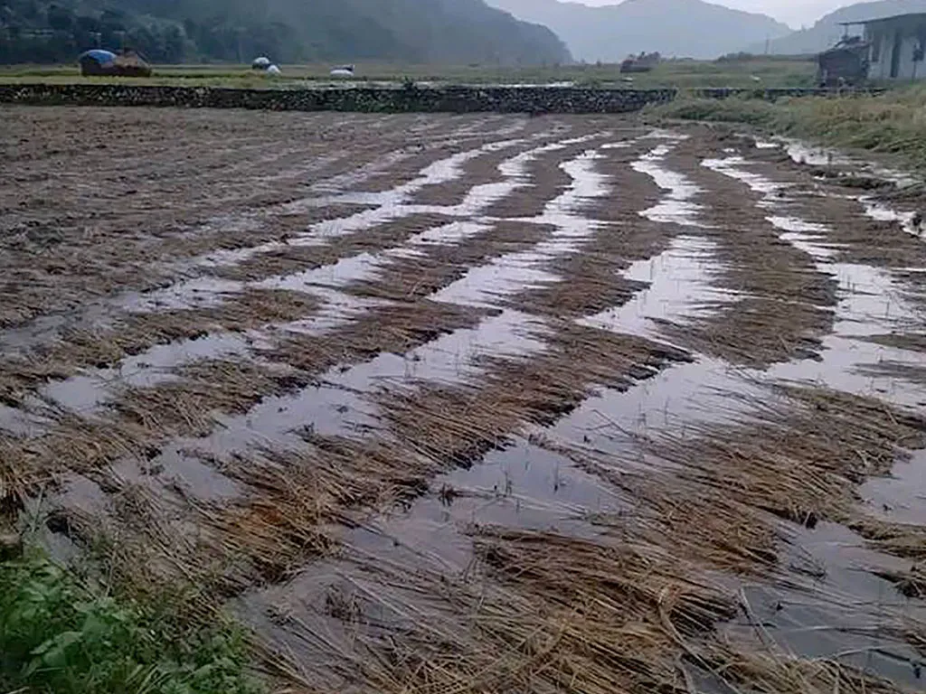 बेमौसमी वर्षाले धान बालीमा क्षतिहुँदा किसान समस्यामा