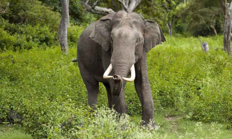 जङ्गली हात्तीले गर्‍यो धान र केराखेती नष्ट