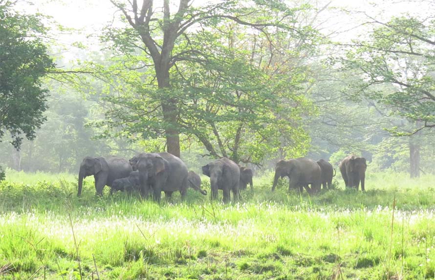 बढ्दो मानव–हात्ती द्वन्द्व : २० वर्षमा २७४ जनाको मृत्यु