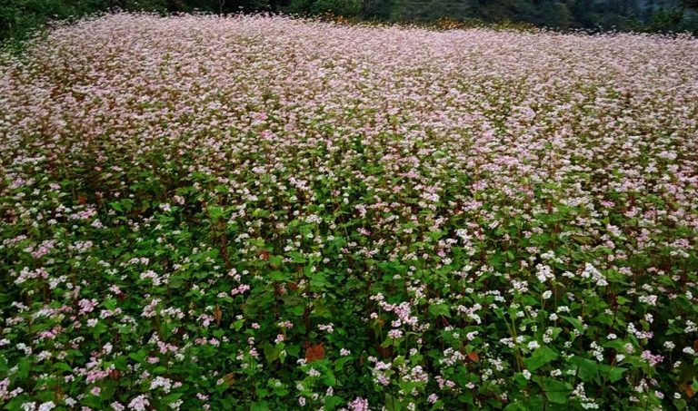 फापरखेती गर्न किसानको मोह छैन