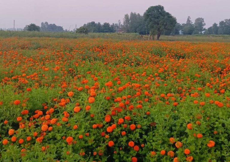 बाँकेमा व्यावसायिक फूलखेती फस्टाउँदै