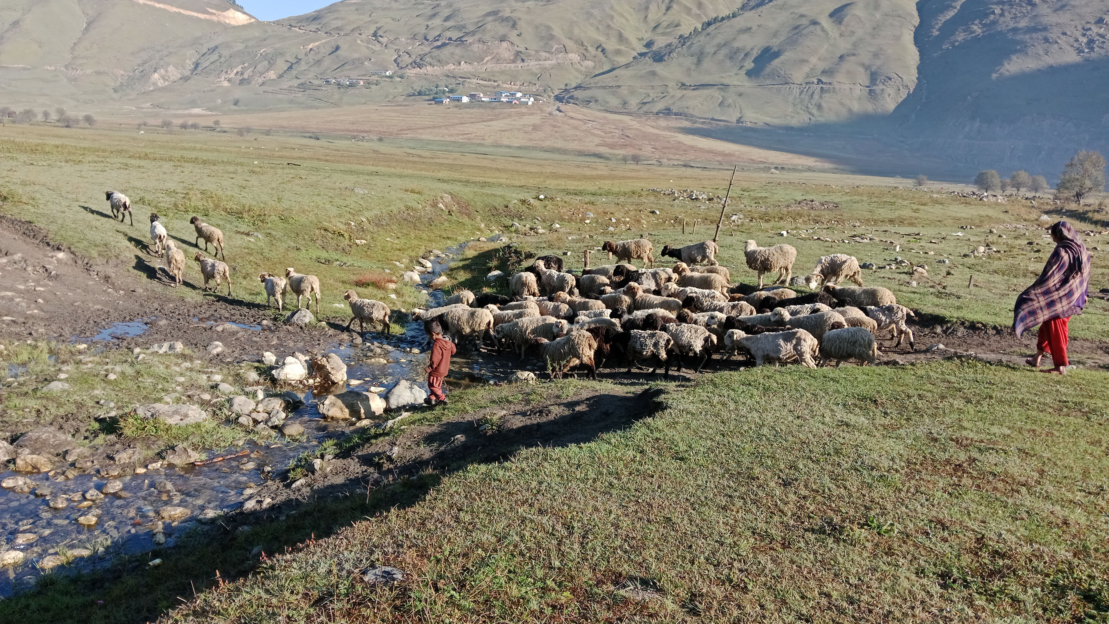 जुम्लामा दसैँको समयमा मात्रै १६ करोड बढीका भेडा तथा खसीबोकाको कारोबार