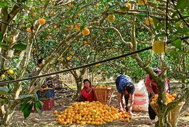 जुनारले बढायो समृद्धिको यात्रा