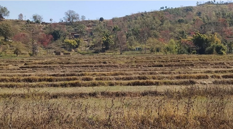 व्यक्तिको बाँझो जग्गा भाडामा लिएर कृषि उत्पादन गर्दै महाशिला