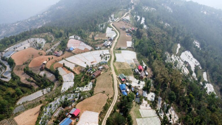 पौवादुङमाको पाँच सय हेक्टरमा अकबरे खुर्सानीखेती