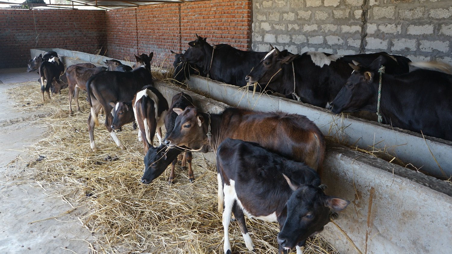 स्थानीय जातका गाई संरक्षण गर्न एक करोडको कोष