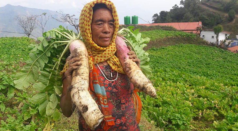 टोड्केमा मुला बिक्री हुन छाडेपछि लगाउनेको कमी