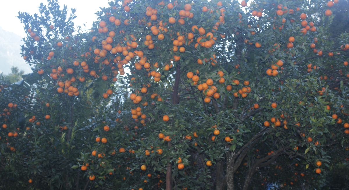 सुन्तला किन्न व्यापारी बगैँचामा