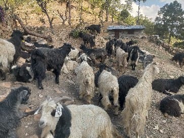 जुम्लामा ‘गोठालो भत्ता’ : किसान उत्साहित