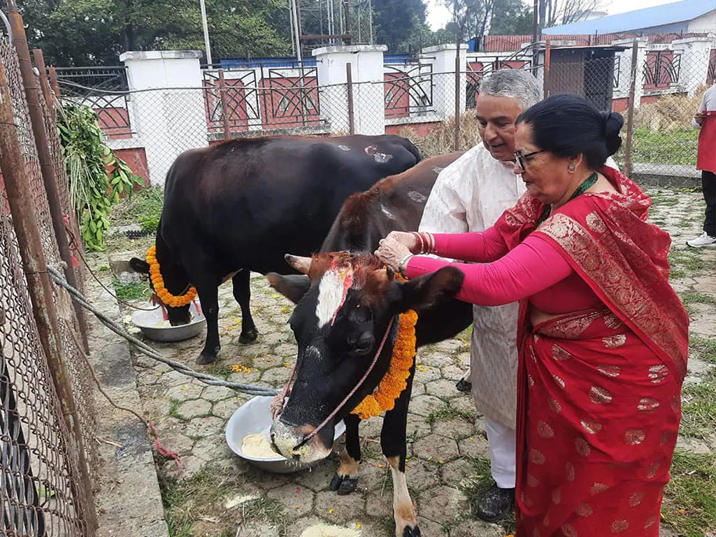 राष्ट्रपति पौडेलबाट गाई पूजा