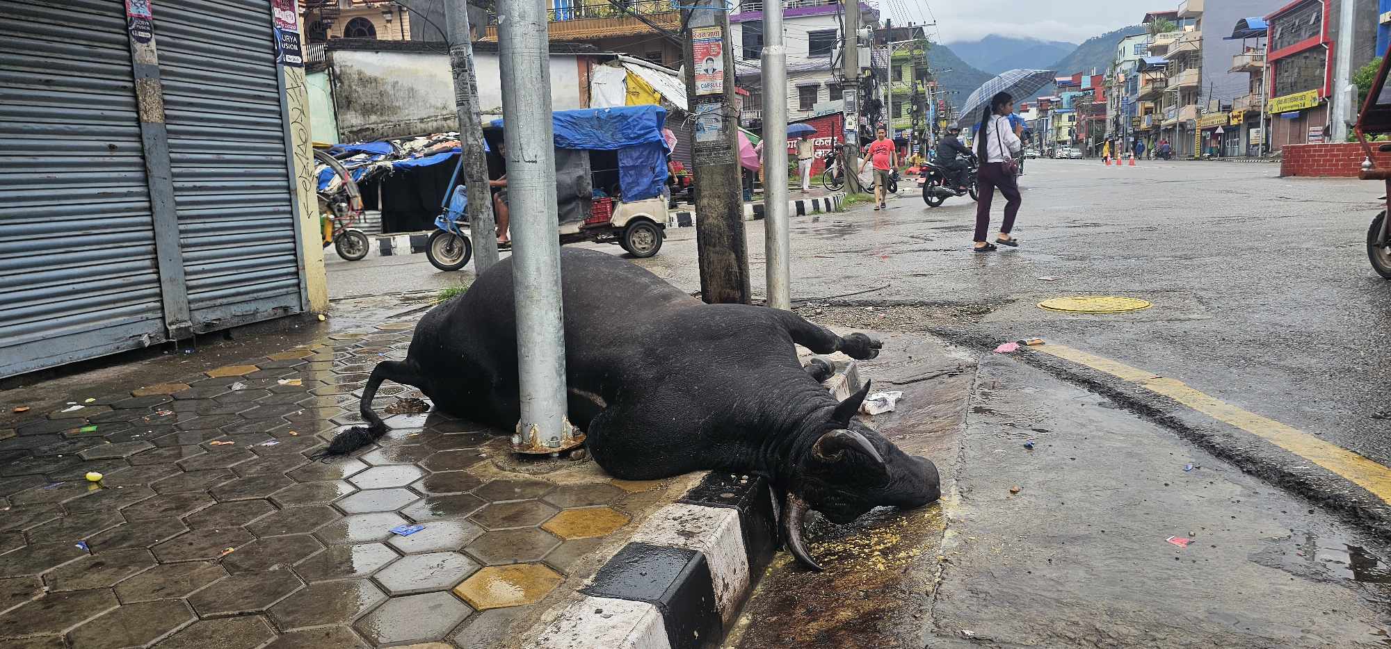 बुटवलमा छाडा चौपायाको समस्या उस्तै, करेन्ट लागेर साँढेले गुमायो ज्यान