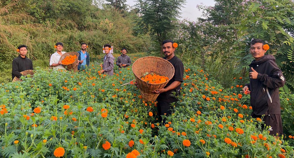 तनहुँका तिन यूवाकाे फूल खेती, बेचे एक लाखको सयपत्री फूल