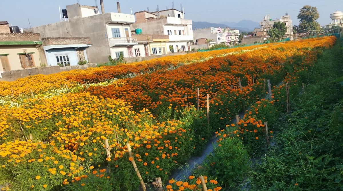 ढकमक्क फुल्न थाले तिहार लक्षित सयपत्री