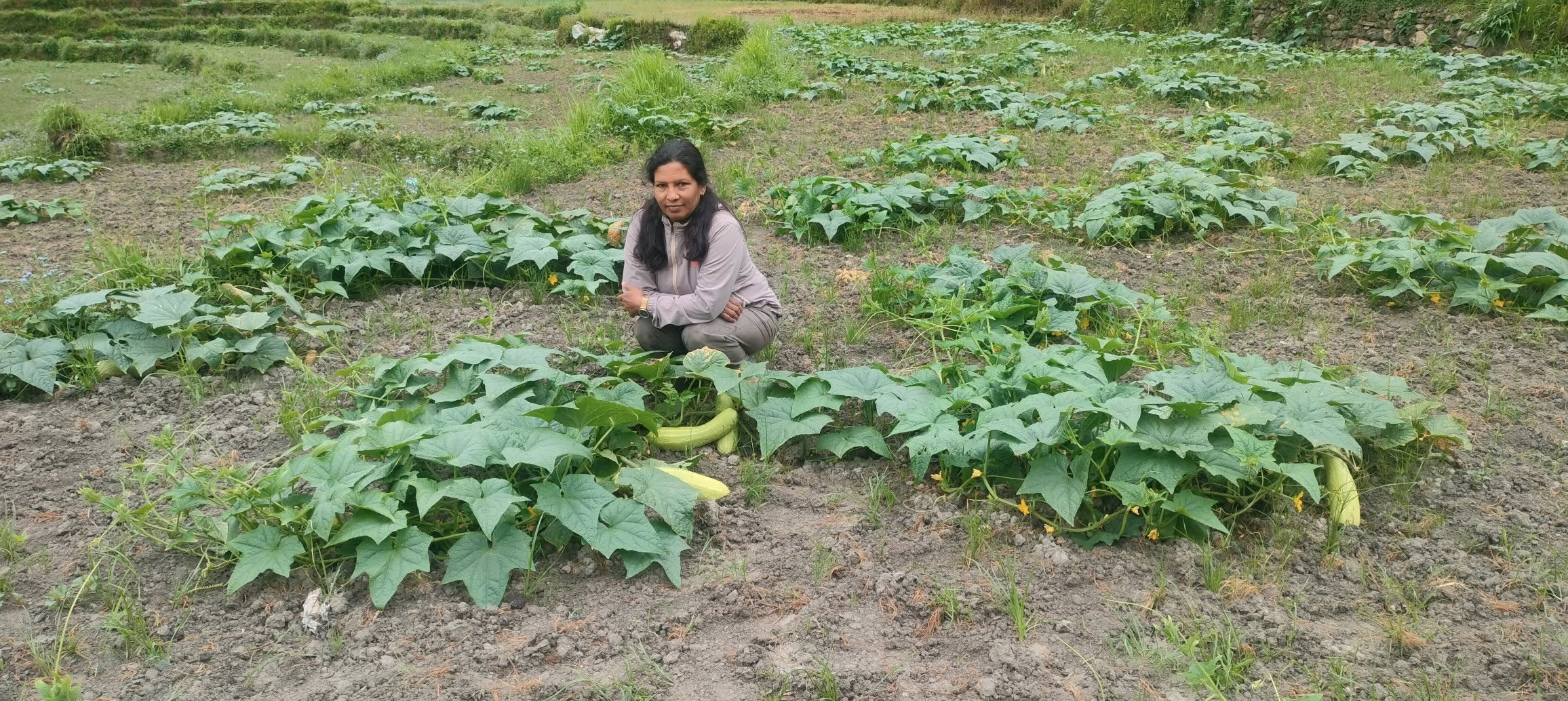 उपमेयर क्षेत्रीको लोभलाग्दो काँक्राखेती