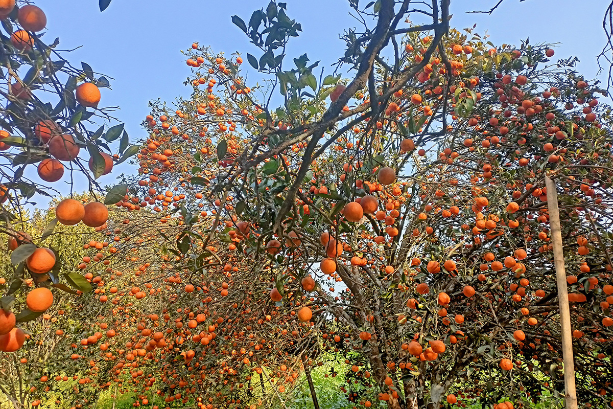 स्याङ्जाबाट एक अर्ब १२ करोड सुन्तला बिक्री