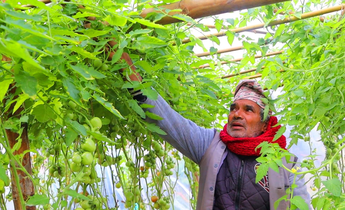 सागसब्जी फलाएर जीविकोपार्जन