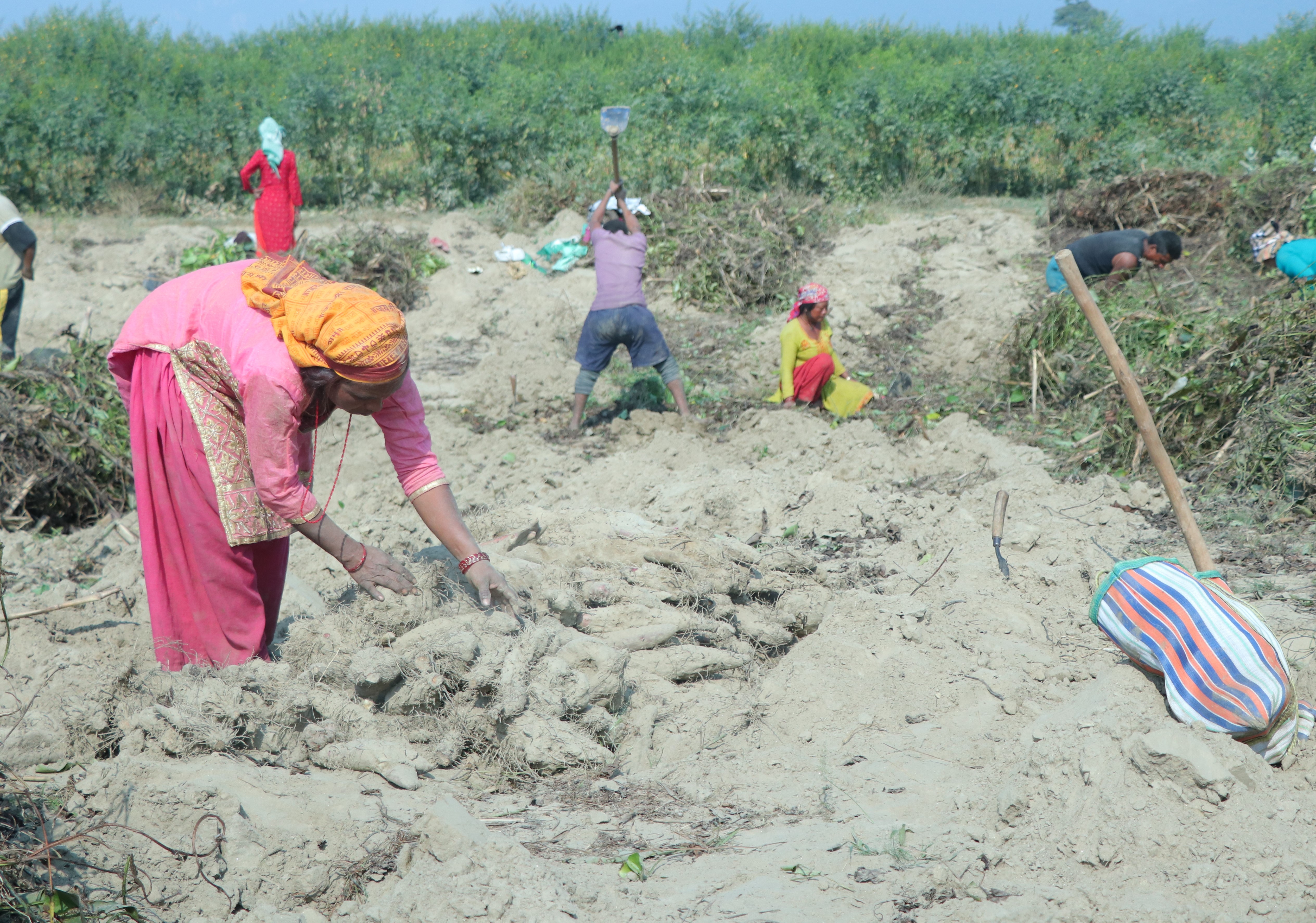 माघेसङ्क्रान्ति नजिकिएसँगै सर्लाहीका किसानलाई तरुल खन्न भ्याइनभ्याइ