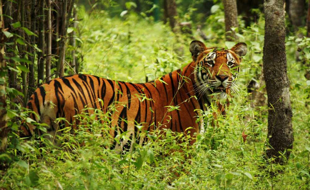 मानव र वन्यजन्तुबीचको द्वन्द्व घटाउन सचेतना अभियान