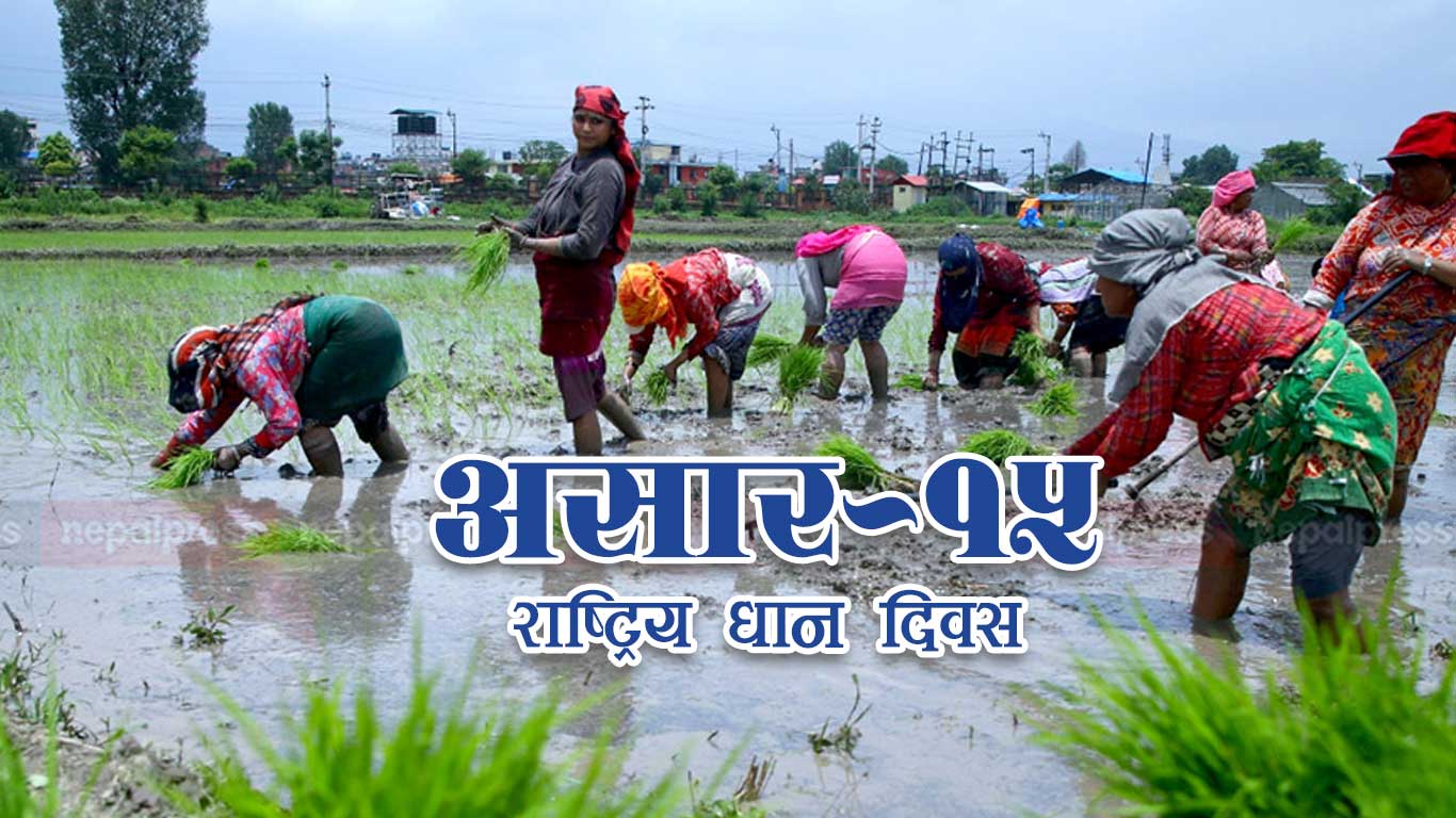 आज असार १५ , धान दिवससंगै दही चिउराको सांस्कृतिक पर्व मनाइँदै