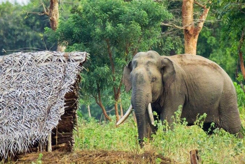 निकुञ्ज हुँदै यात्रा गर्दा सावधानी अपनाउन आग्रह