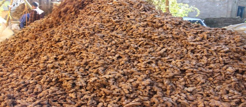 अदुवाले बजार नपाउँदा किसान चिन्तित