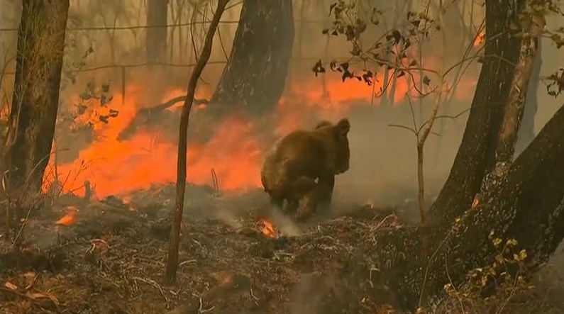 अस्ट्रेलियामा आगलागीमा परी ५० करोड वन्यजन्तु मारिए