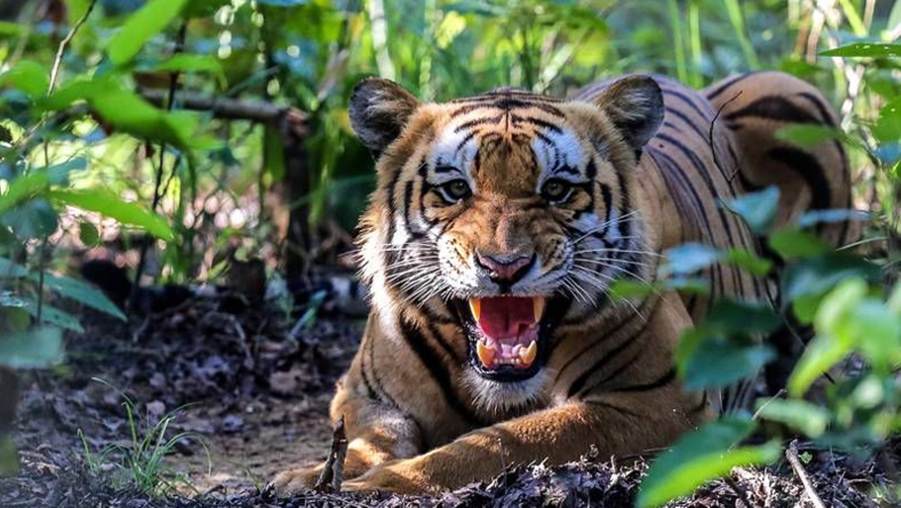 चितवन राष्ट्रिय निकुञ्जमा बाक्लै देखिन थाले बाघ