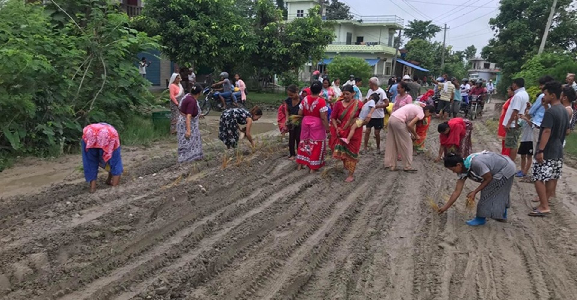 तिलोत्तमाको सडकमै रोपाई : सरकारको चासो, मर्मतको काम सुरु