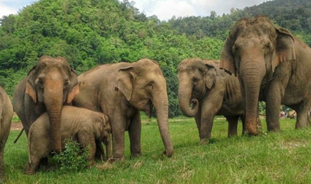 Electric Fencing Put In Place Around Nichajhoda Jungle To Ward Off Wild Elephants