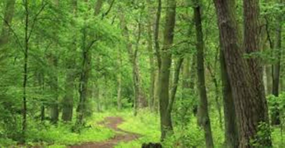 मकवानपुर वन संरक्षणमा उत्कृष्ट : ६८ प्रतिशत वन