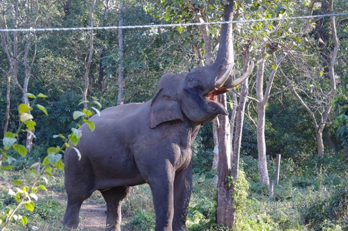 ध्रुर्वे हात्तीले आतंक मच्चाउन छाडेन, निकुञ्ज आसपास सतर्कता अपनाउन अनुरोध