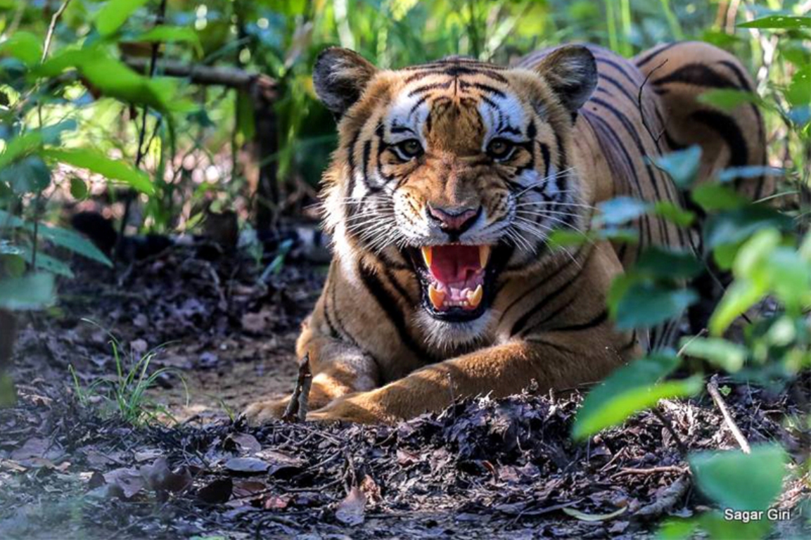 आज विश्व बाघ दिवस : सन् २०२२ सम्म २५० पुर्याउने लक्ष्य