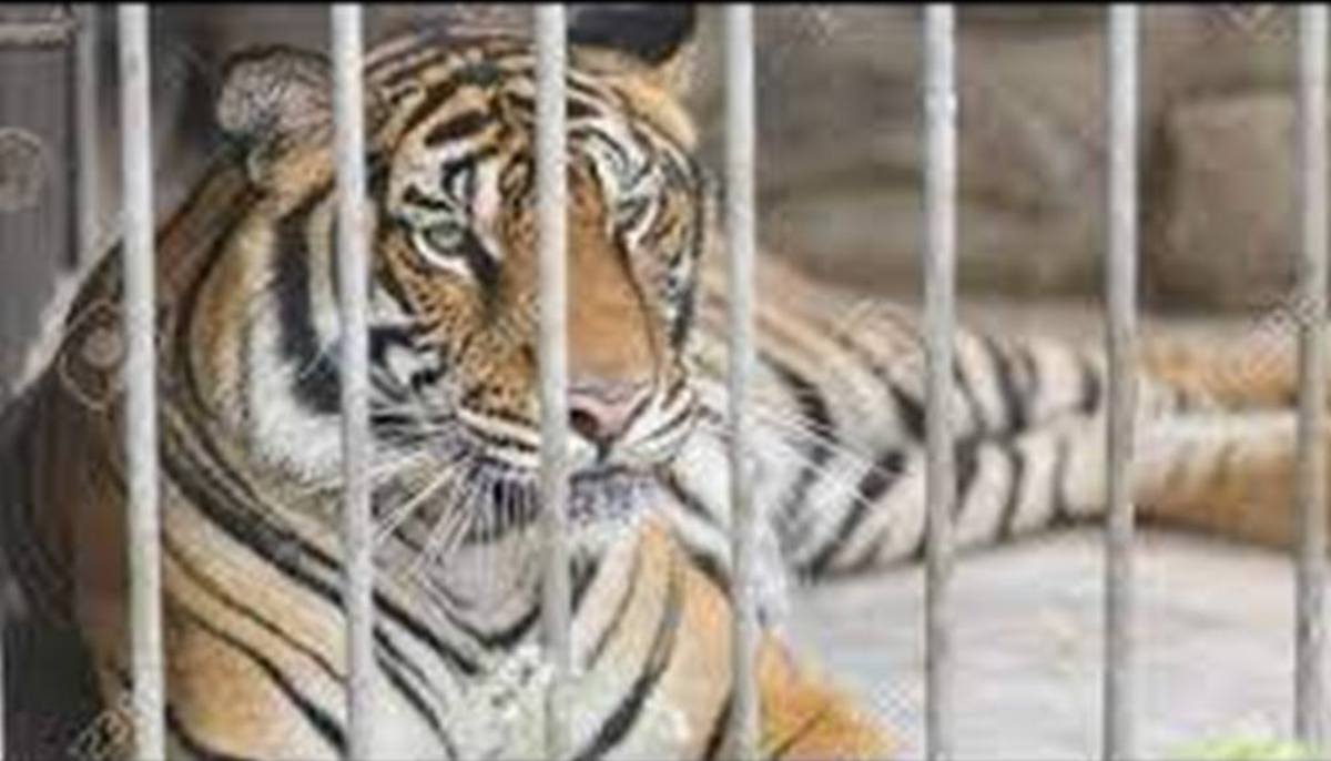 बर्दियाको नरभक्षी बाघ सदर चिडियाखानामा कैद