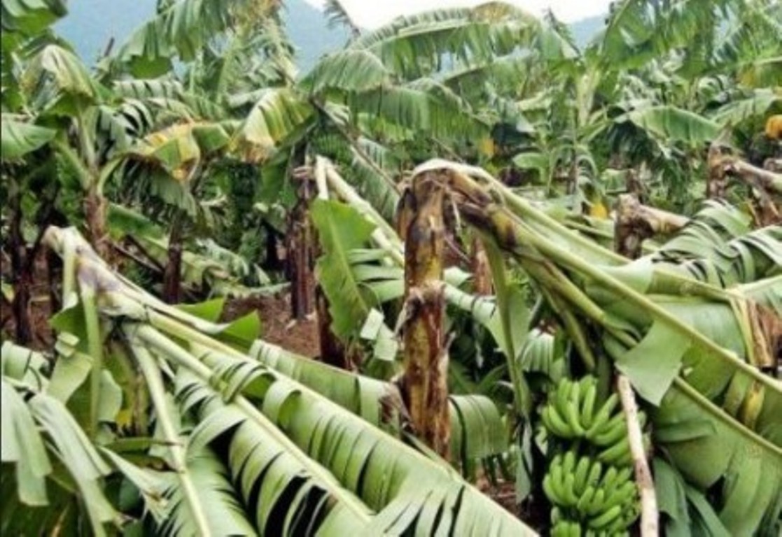 वर्षासँगै आएको हावाहुरीले ३० बिघामा लगाएको केराखेती नष्ट, ५१ लाखको क्षति