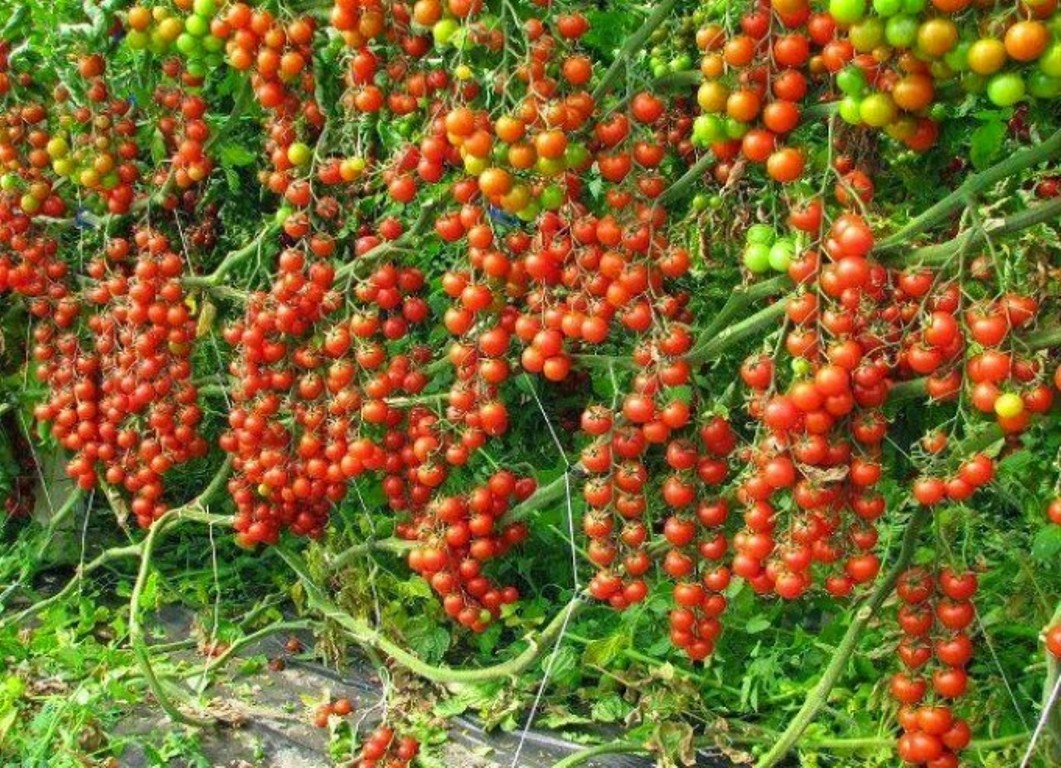 कोरोना कहरबीच गोलभेँडा फलाउँदै सुवेदी