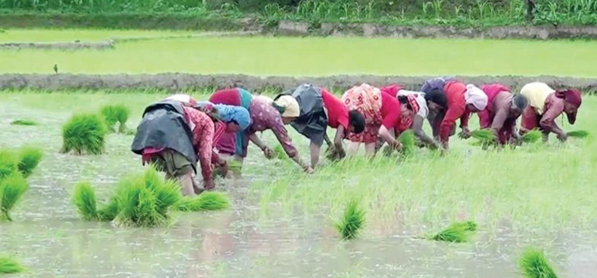लुम्बिनीको दाङमा १० प्रतिशत रोपाई सकियो, किसानलाई मलकै सास्ती