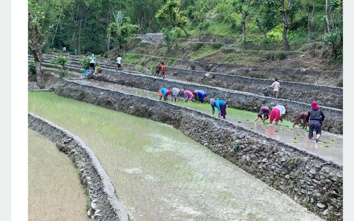 काँठ क्षेत्रका किसानलाई कोरोना बिर्साउँदै धान रोपाइँको चटारो