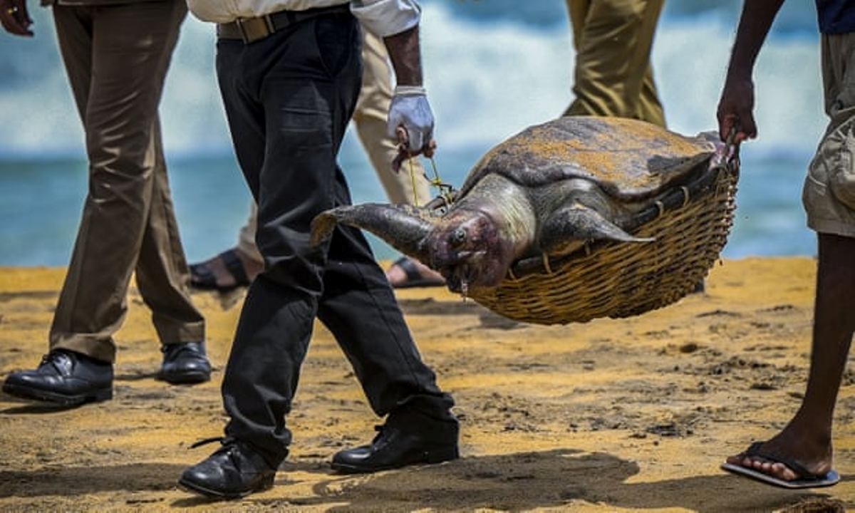 श्रीलंकाको समुद्री तटमा मृत फेला परे सयौं कछुवा