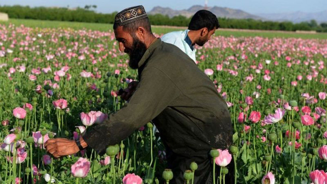तालिबानको अर्थव्यवस्था र अफिमबीच के छ सम्बन्ध ?